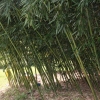 Almaville Bamboo Co.